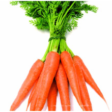 экспорт оптом овощи в Дубай оптом свежий красный морковь